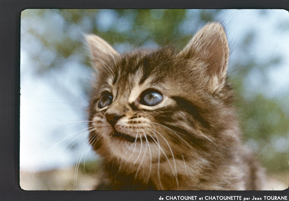 image: This is &lsquo;chatounet et chatounette 9&rsquo;.