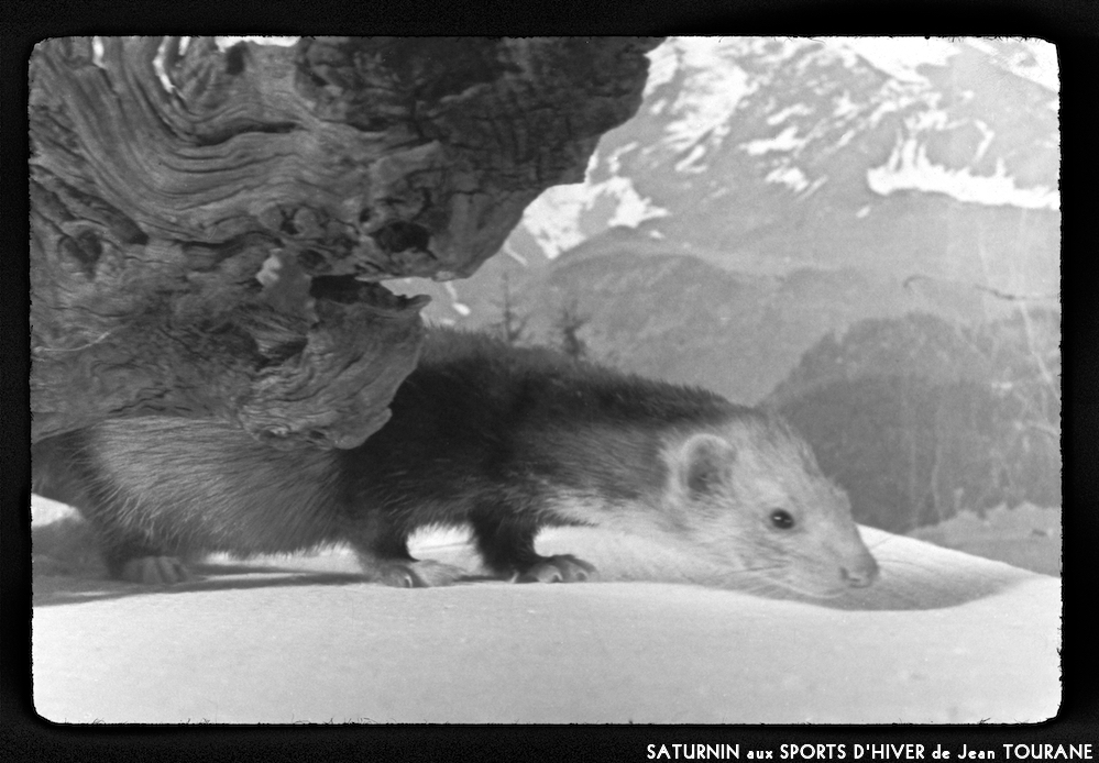 image: This is &lsquo;saturnin aux sports d&rsquo;hiver 10&rsquo;.