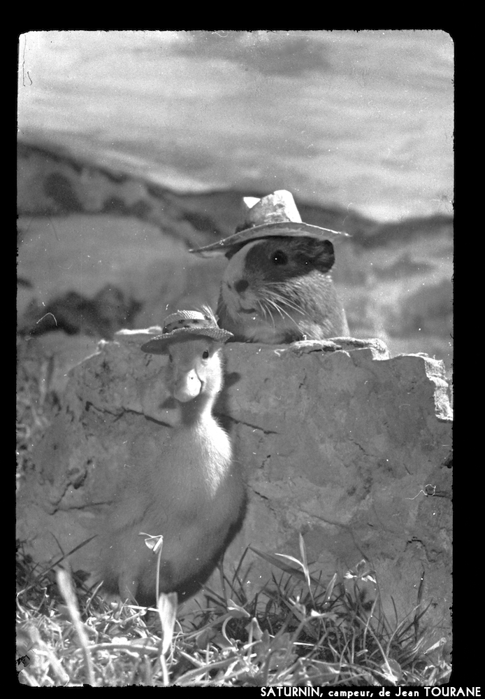 image: This is &lsquo;saturnin, campeur 1&rsquo;.