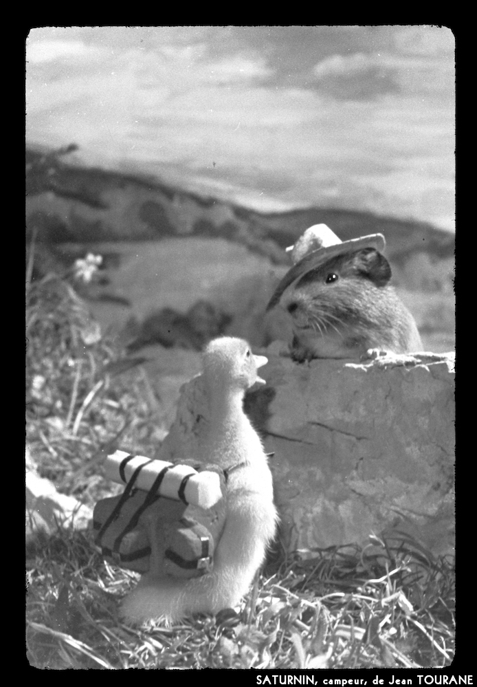 image: This is &lsquo;saturnin, campeur 12&rsquo;.