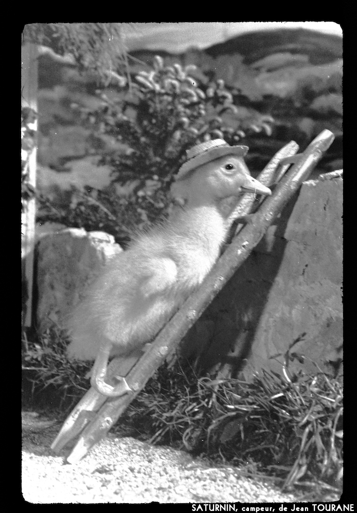 image: This is &lsquo;saturnin, campeur 2&rsquo;.