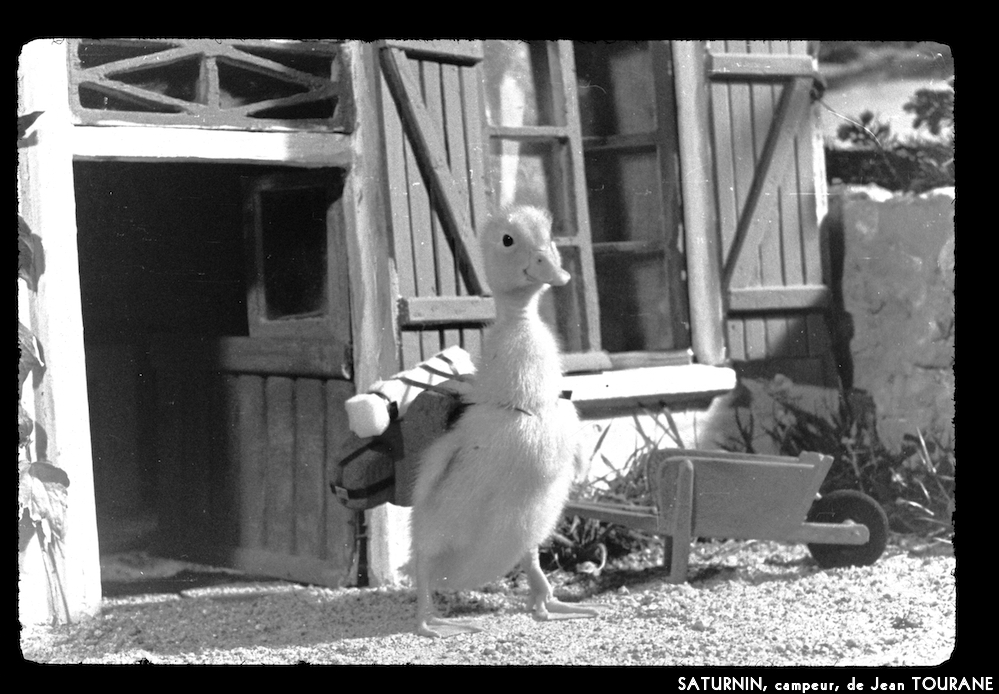image: This is &lsquo;saturnin, campeur 4&rsquo;.