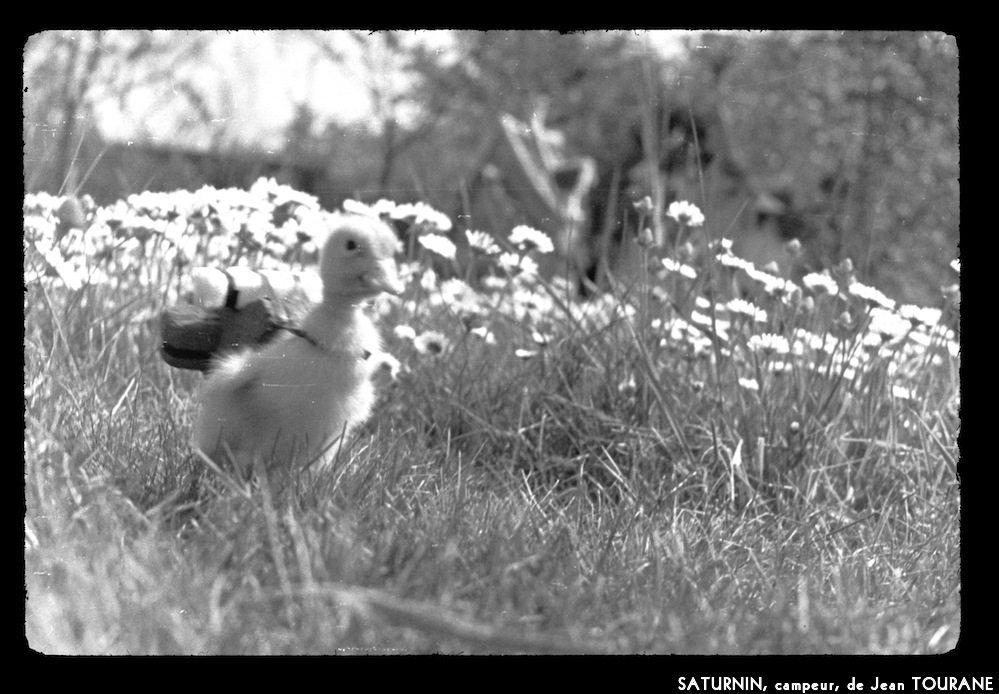 image: This is &lsquo;saturnin, campeur 7&rsquo;.