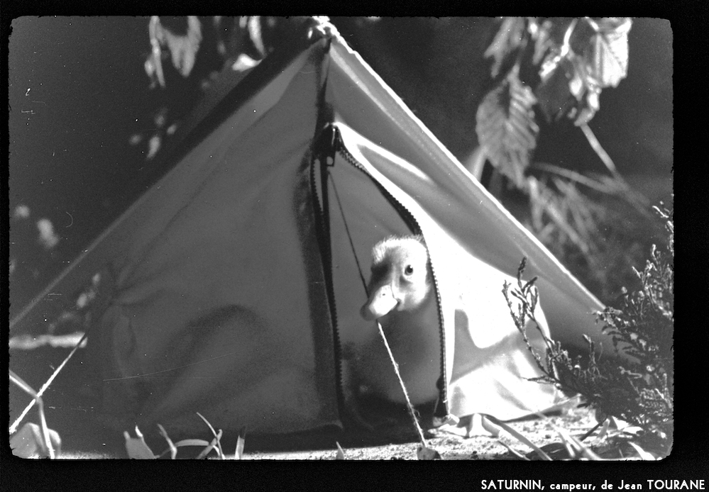image: This is &lsquo;saturnin, campeur 8&rsquo;.