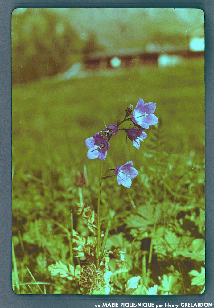 image: This is &lsquo;marie pique&ndash;nique 2&rsquo;.