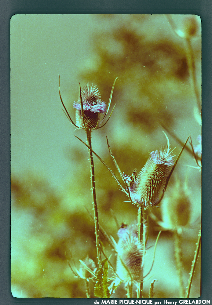 image: This is &lsquo;marie pique&ndash;nique 3&rsquo;.