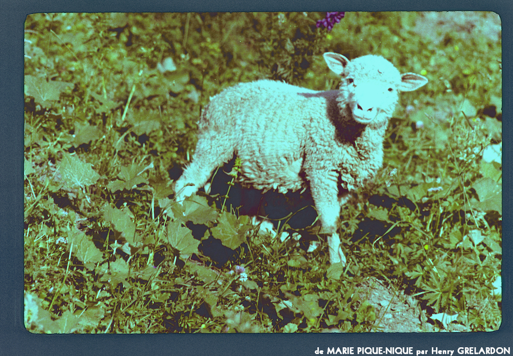 image: This is &lsquo;marie pique&ndash;nique 8&rsquo;.