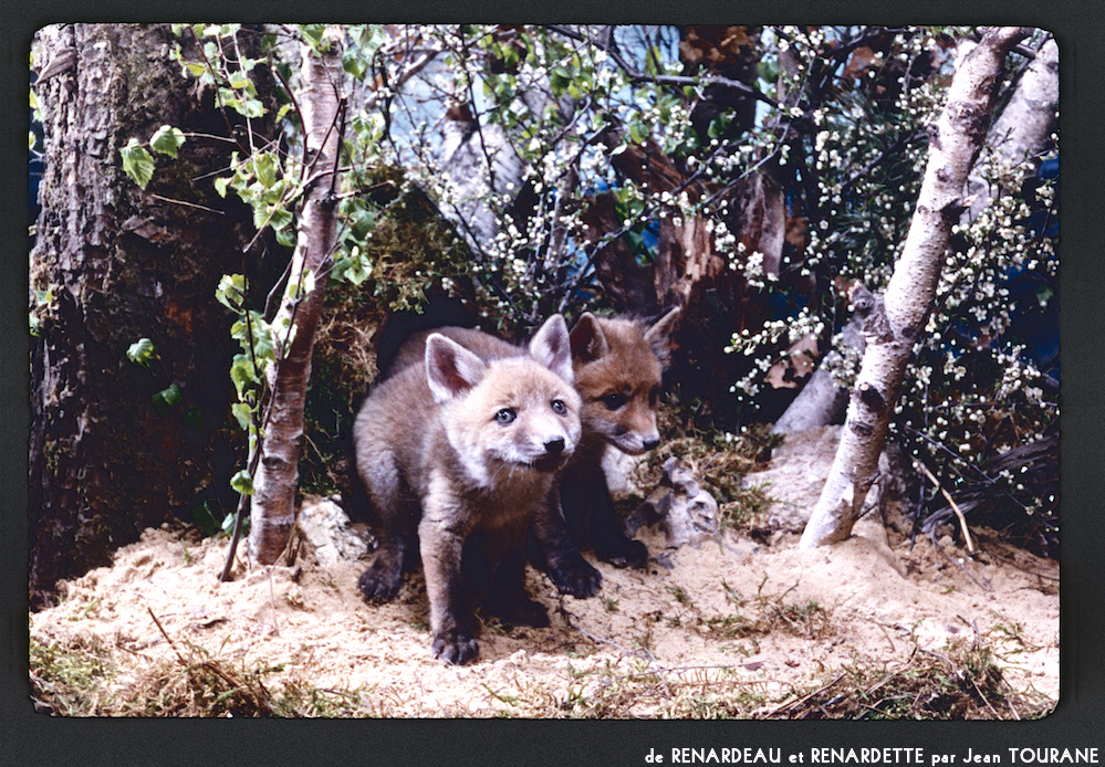 image: This is &lsquo;renardeau et renardette 1&rsquo;.