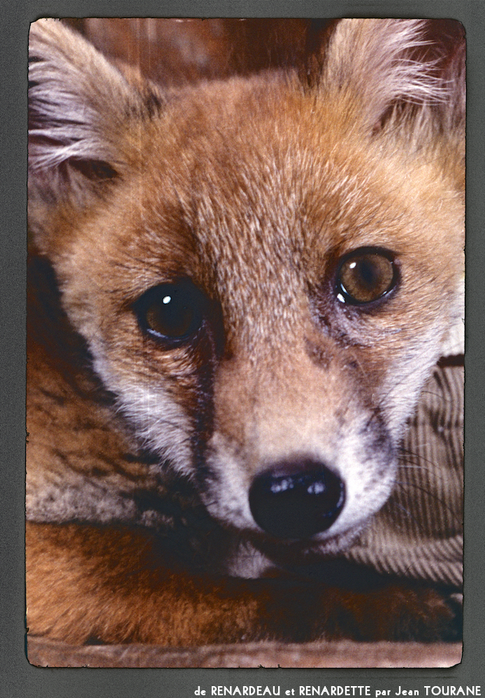 image: This is &lsquo;renardeau et renardette 11&rsquo;.