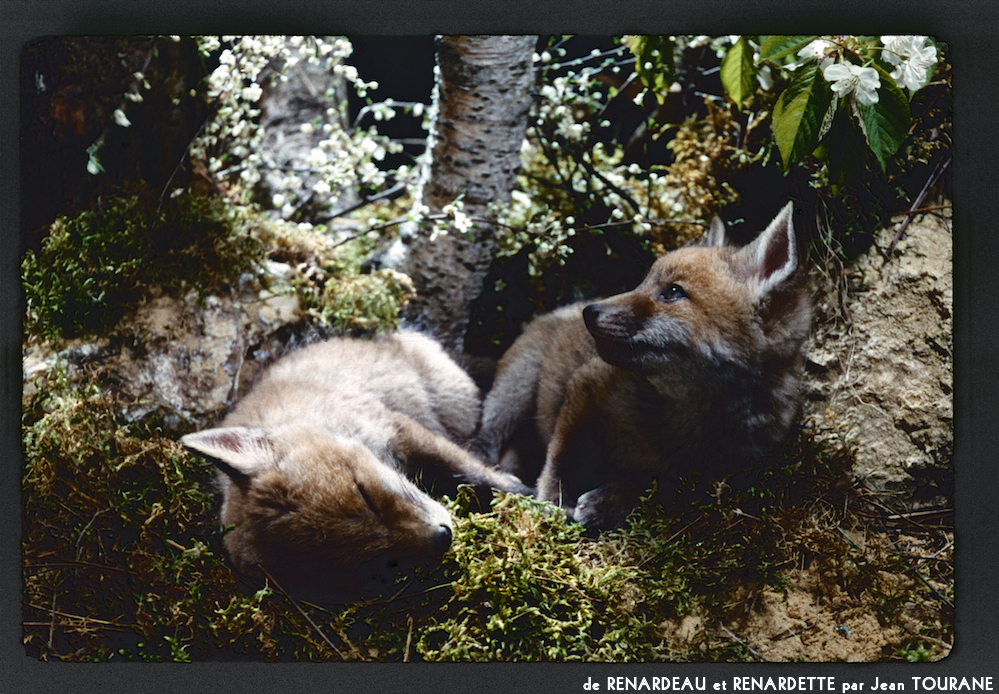 image: This is &lsquo;renardeau et renardette 12&rsquo;.
