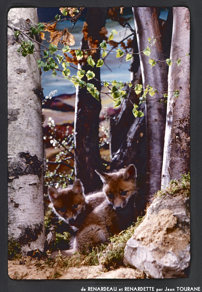 image: This is &lsquo;renardeau et renardette 2&rsquo;.
