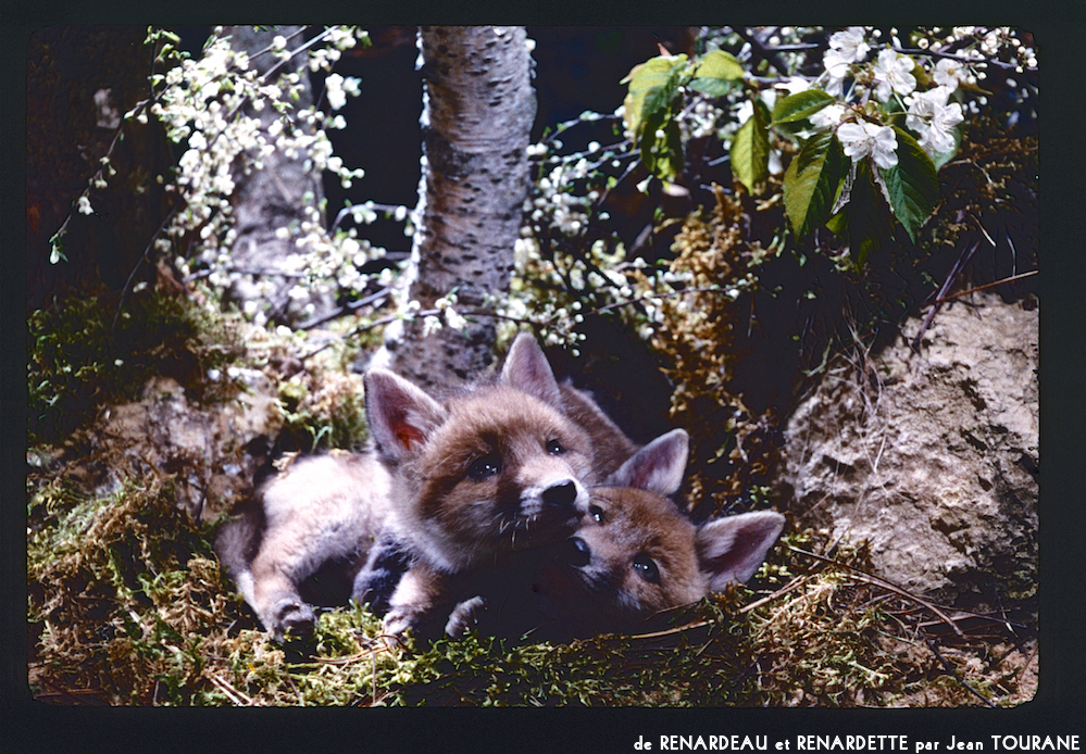 image: This is &lsquo;renardeau et renardette 3&rsquo;.