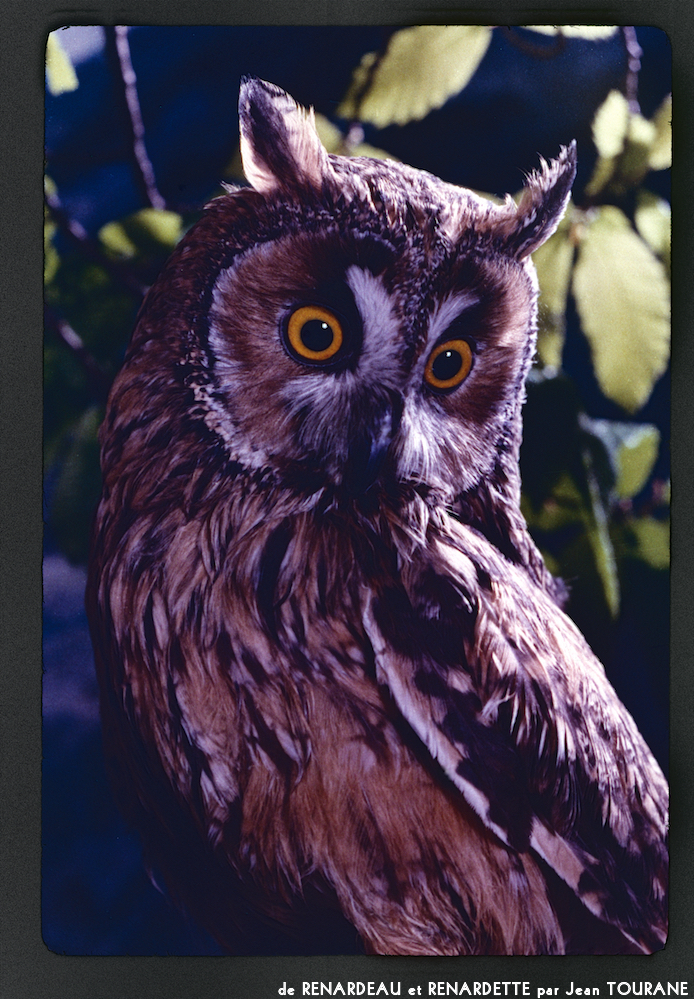 image: This is &lsquo;renardeau et renardette 4&rsquo;.