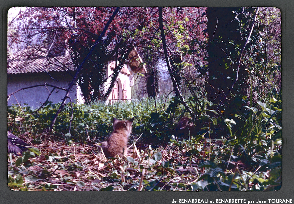 image: This is &lsquo;renardeau et renardette 5&rsquo;.