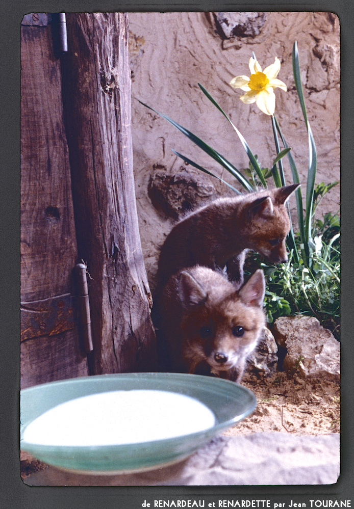 image: This is &lsquo;renardeau et renardette 6&rsquo;.