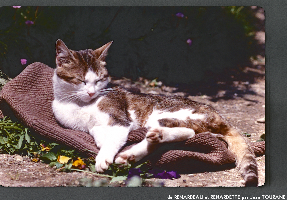 image: This is &lsquo;renardeau et renardette 7&rsquo;.