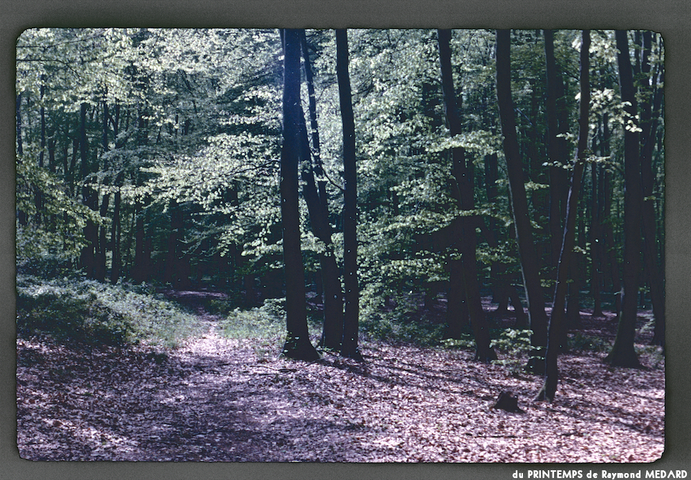 image: This is &lsquo;le printemps 10&rsquo;.