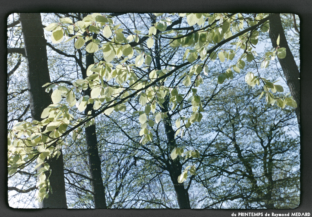 image: This is &lsquo;le printemps 11&rsquo;.