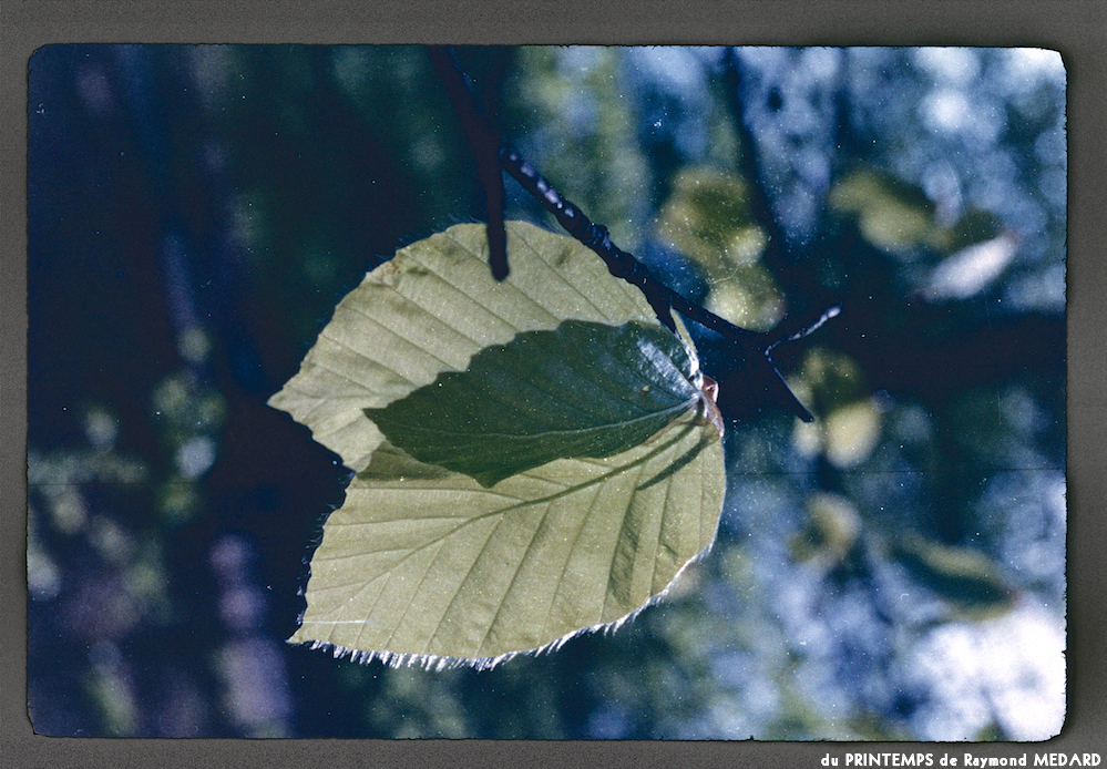 image: This is &lsquo;le printemps 12&rsquo;.