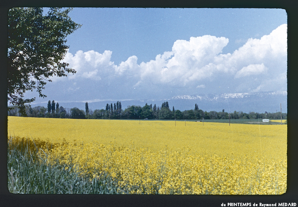 image: This is &lsquo;le printemps 13&rsquo;.