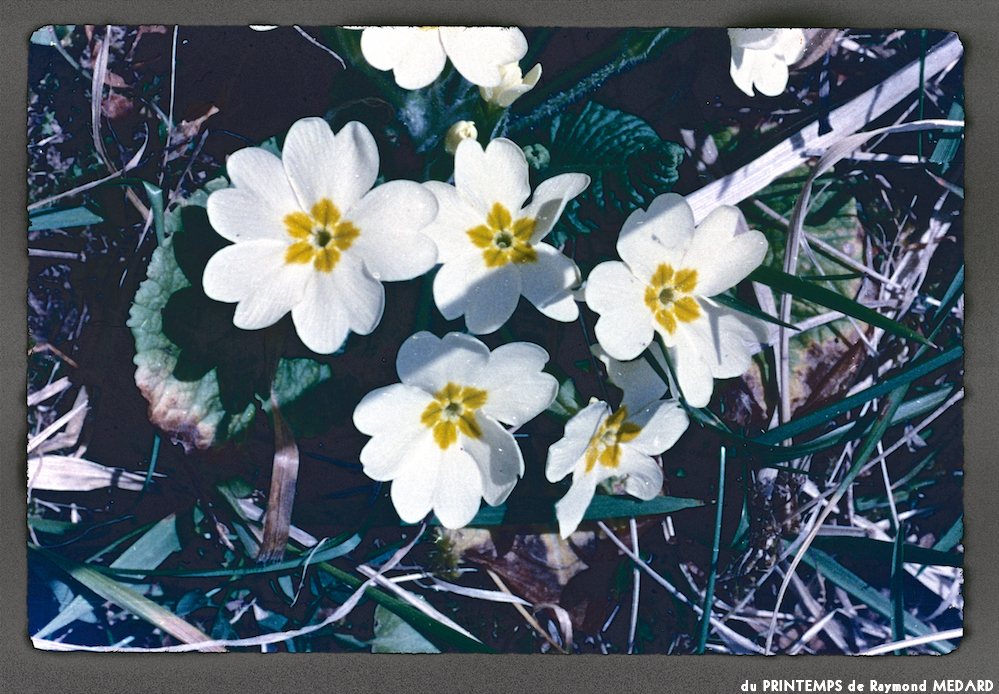 image: This is &lsquo;le printemps 14&rsquo;.