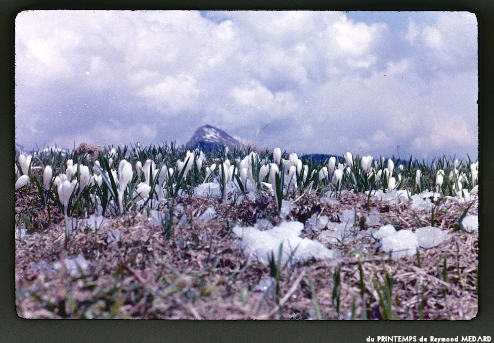 image: This is &lsquo;le printemps 15&rsquo;.