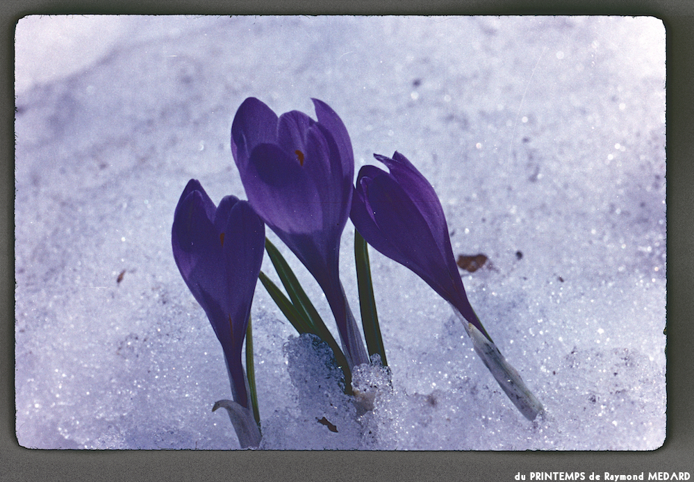 image: This is &lsquo;le printemps 16&rsquo;.