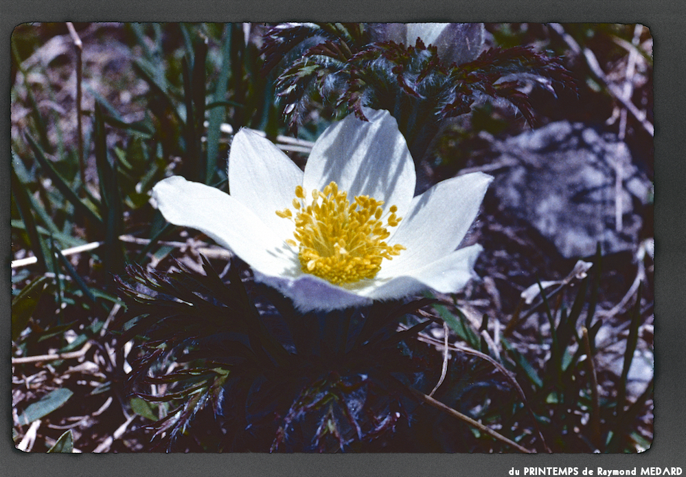 image: This is &lsquo;le printemps 17&rsquo;.