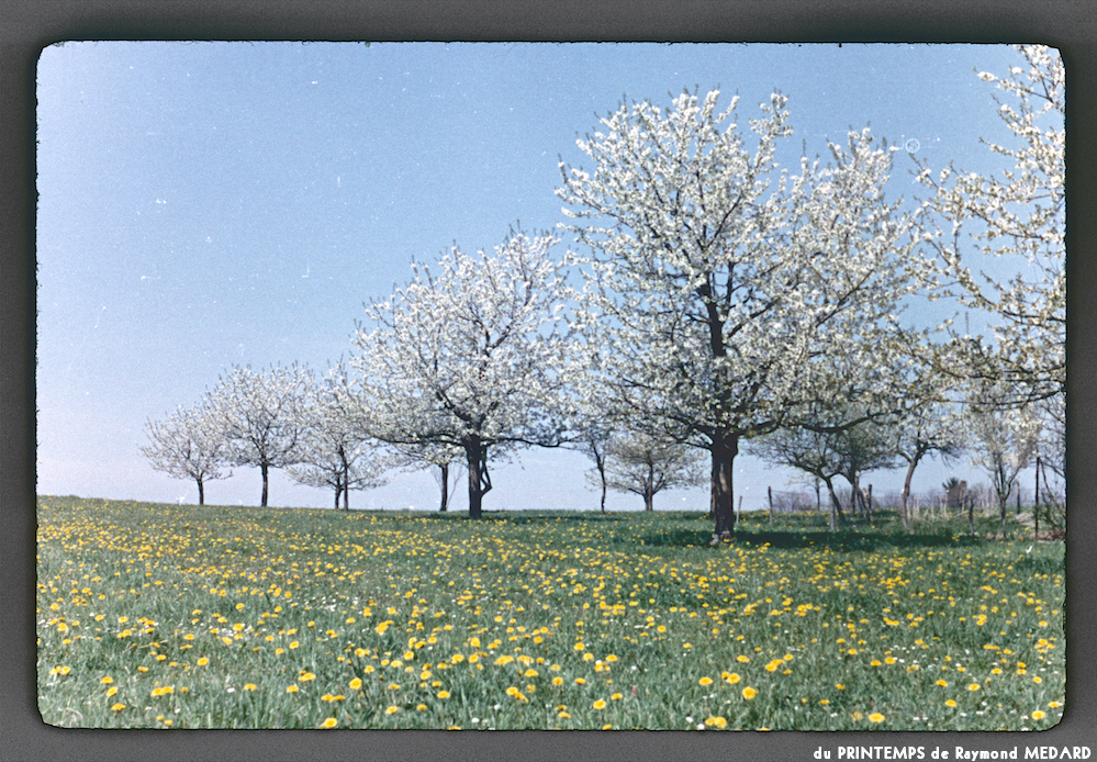 image: This is &lsquo;le printemps 2&rsquo;.