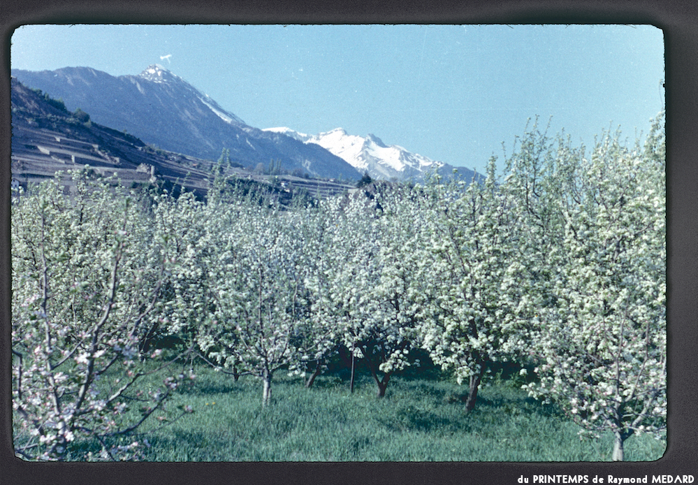 image: This is &lsquo;le printemps 3&rsquo;.