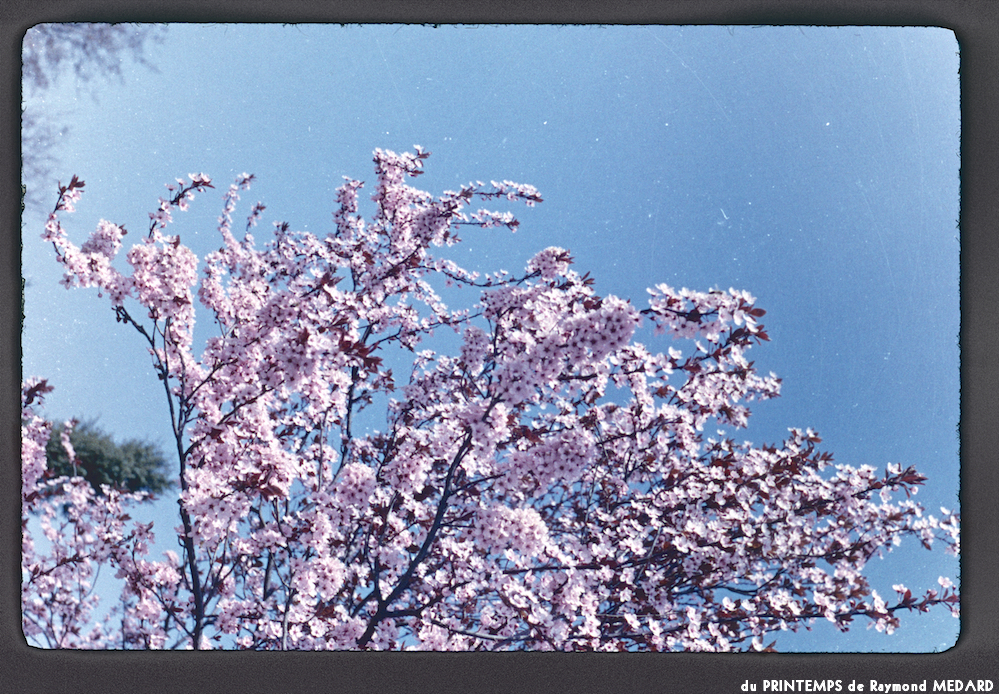 image: This is &lsquo;le printemps 5&rsquo;.