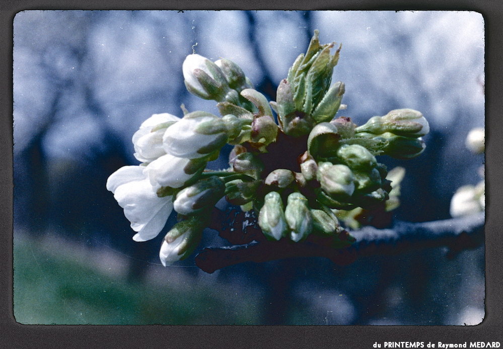 image: This is &lsquo;le printemps 7&rsquo;.