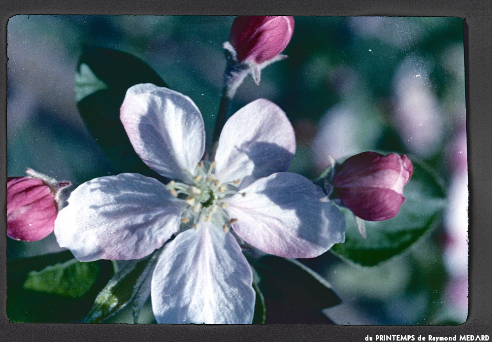 image: This is &lsquo;le printemps 8&rsquo;.