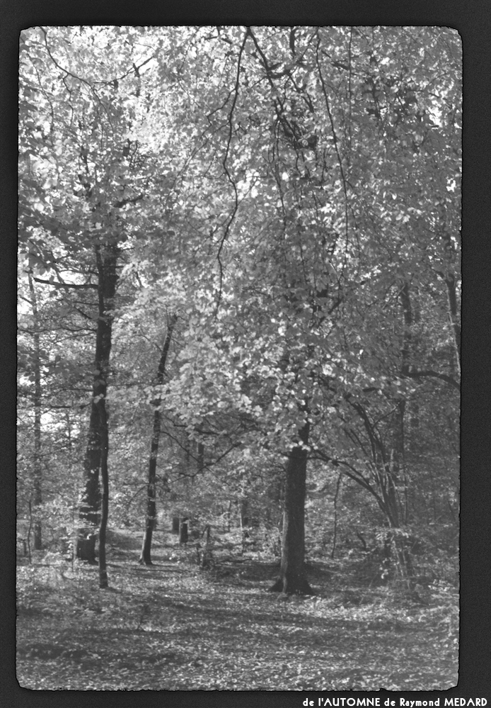 image: This is &lsquo;l&rsquo;automne 1&rsquo;.