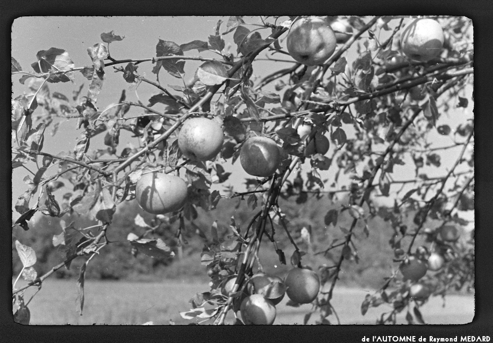 image: This is &lsquo;l&rsquo;automne 11&rsquo;.