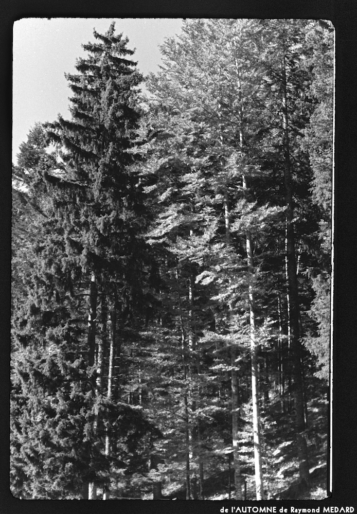 image: This is &lsquo;l&rsquo;automne 14&rsquo;.