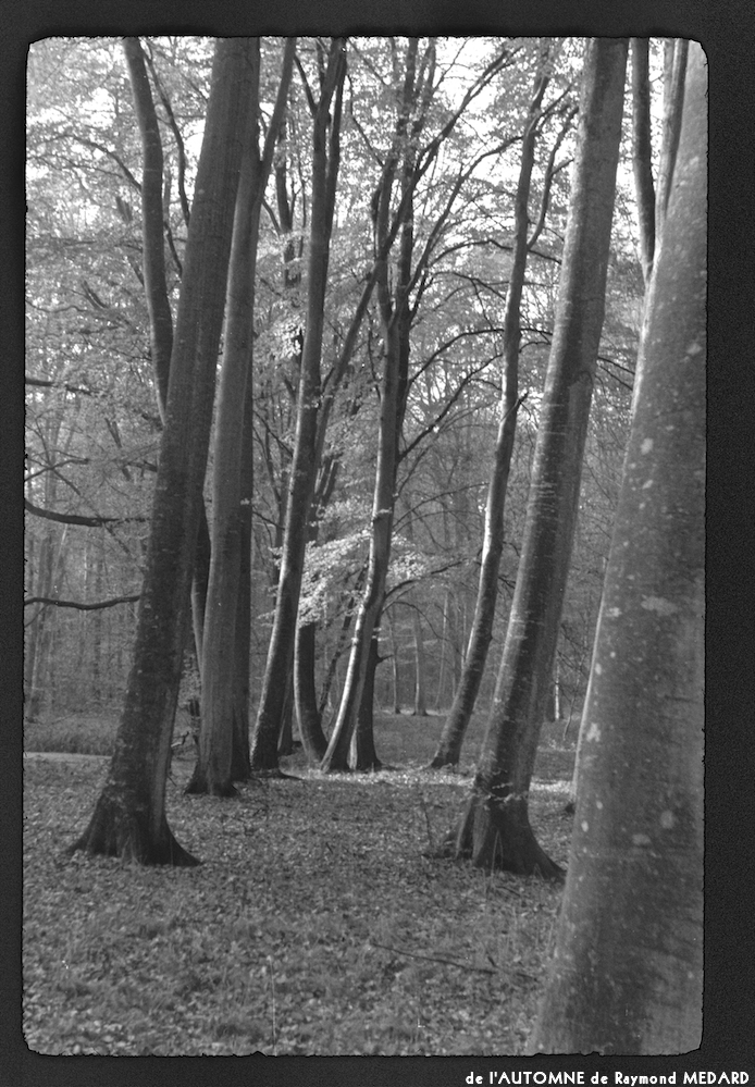 image: This is &lsquo;l&rsquo;automne 2&rsquo;.