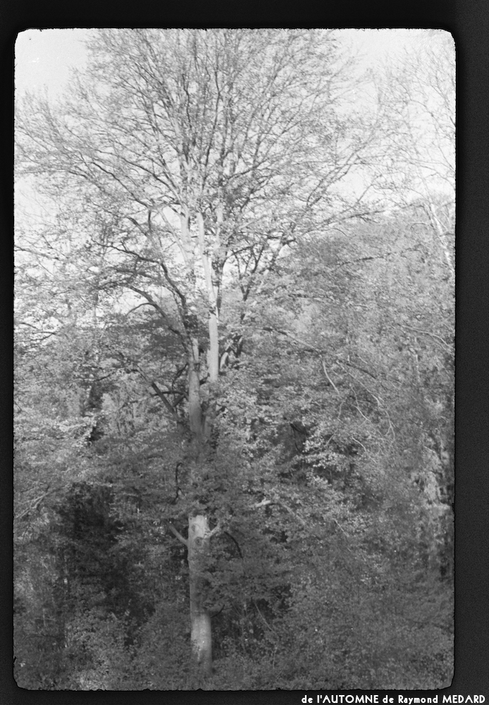 image: This is &lsquo;l&rsquo;automne 3&rsquo;.