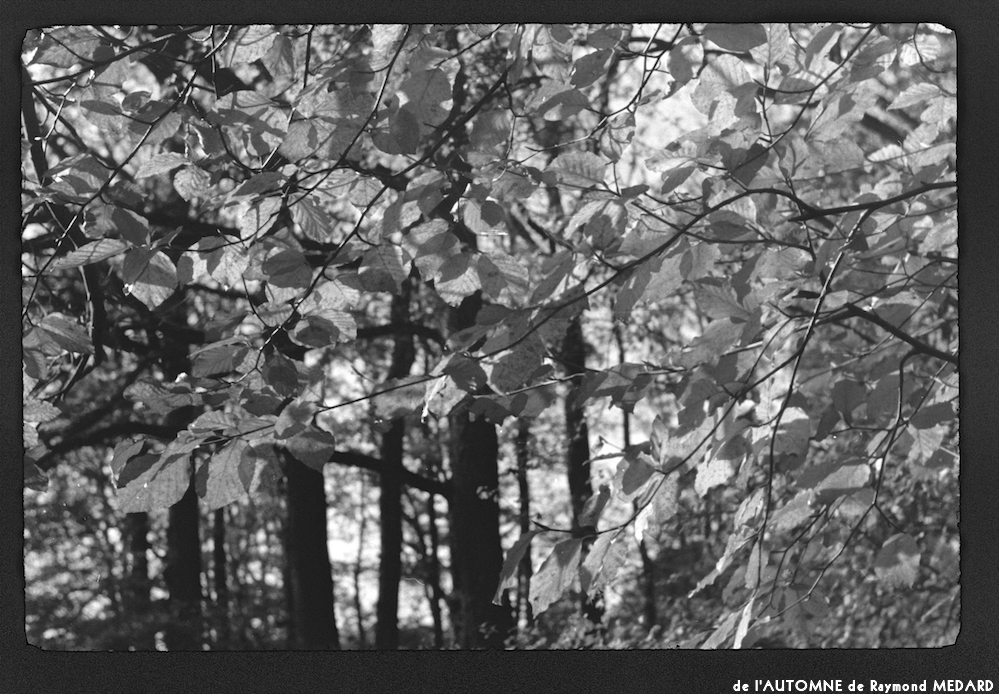 image: This is &lsquo;l&rsquo;automne 6&rsquo;.