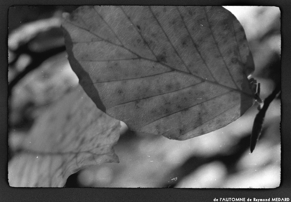 image: This is &lsquo;l&rsquo;automne 7&rsquo;.