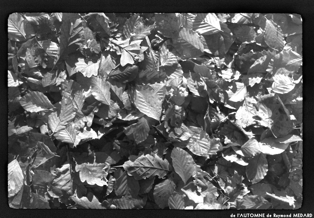 image: This is &lsquo;l&rsquo;automne 8&rsquo;.