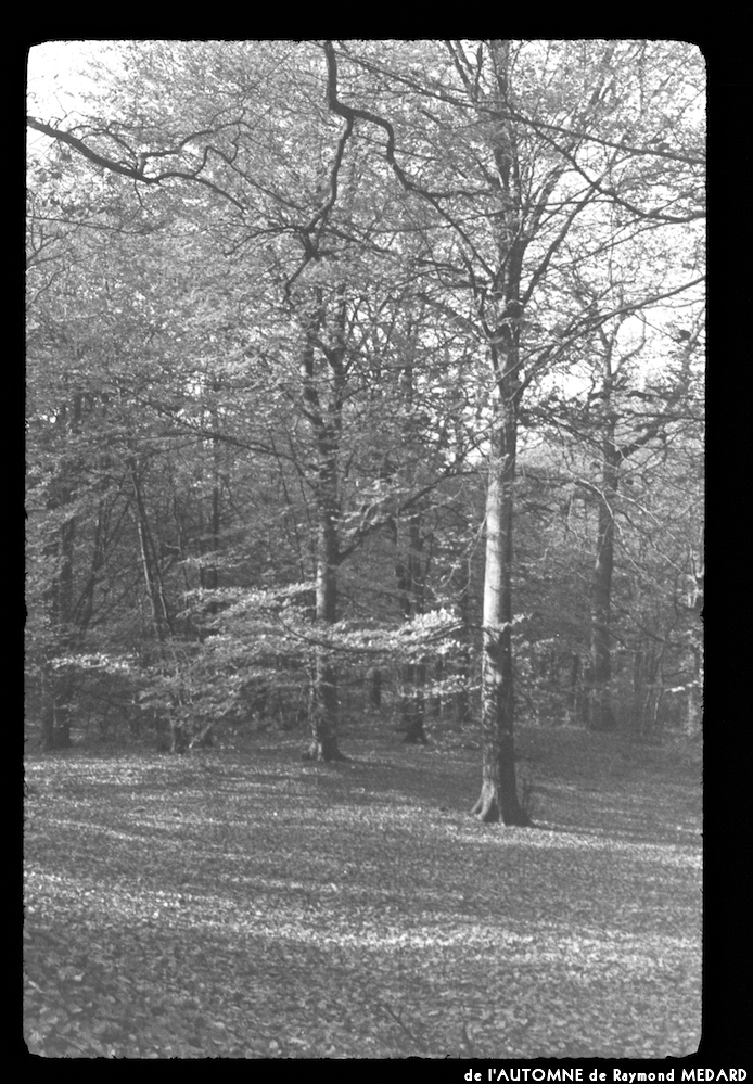 image: This is &lsquo;l&rsquo;automne 9&rsquo;.