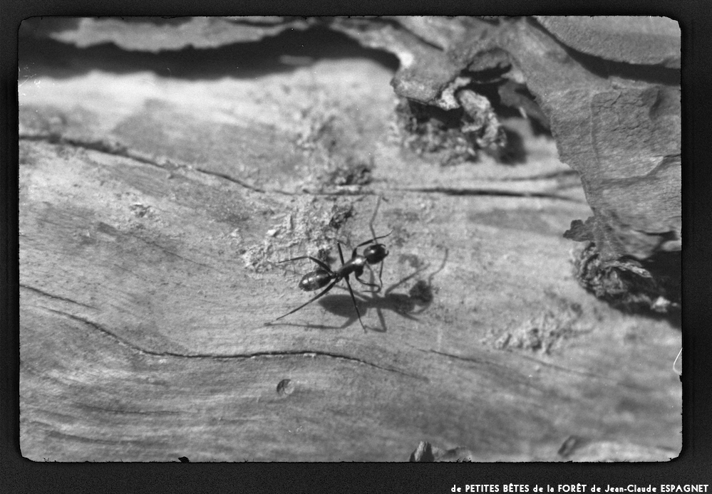 image: This is &lsquo;PETITES B&Ecirc;TES de la FOR&Ecirc;T 11&rsquo;.