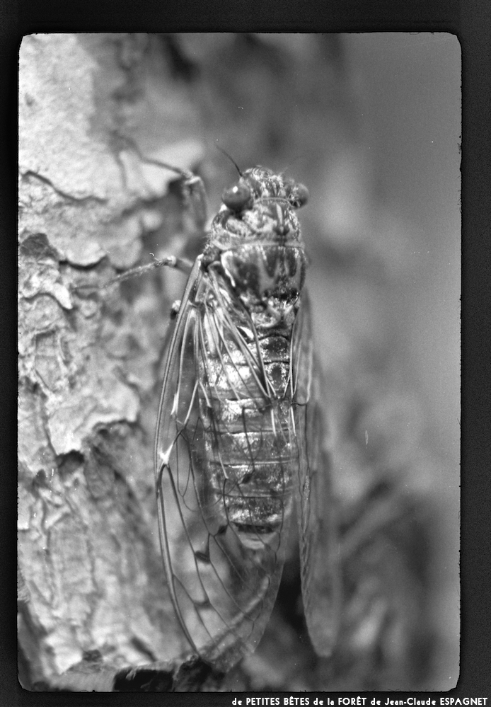 image: This is &lsquo;PETITES B&Ecirc;TES de la FOR&Ecirc;T 13&rsquo;.