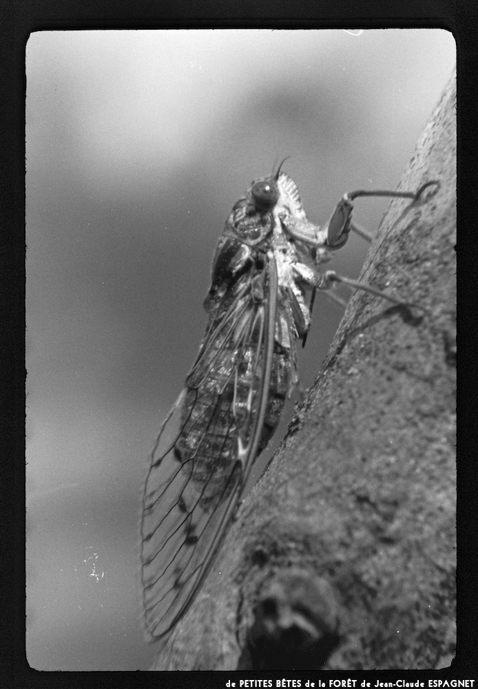 image: This is &lsquo;PETITES B&Ecirc;TES de la FOR&Ecirc;T 14&rsquo;.