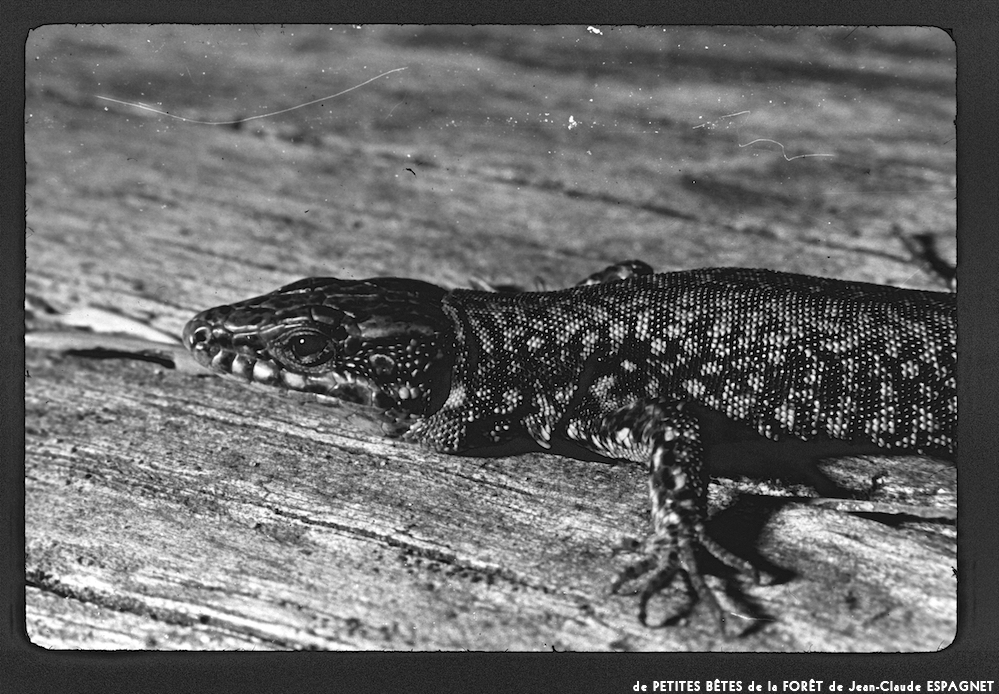 image: This is &lsquo;PETITES B&Ecirc;TES de la FOR&Ecirc;T 17&rsquo;.