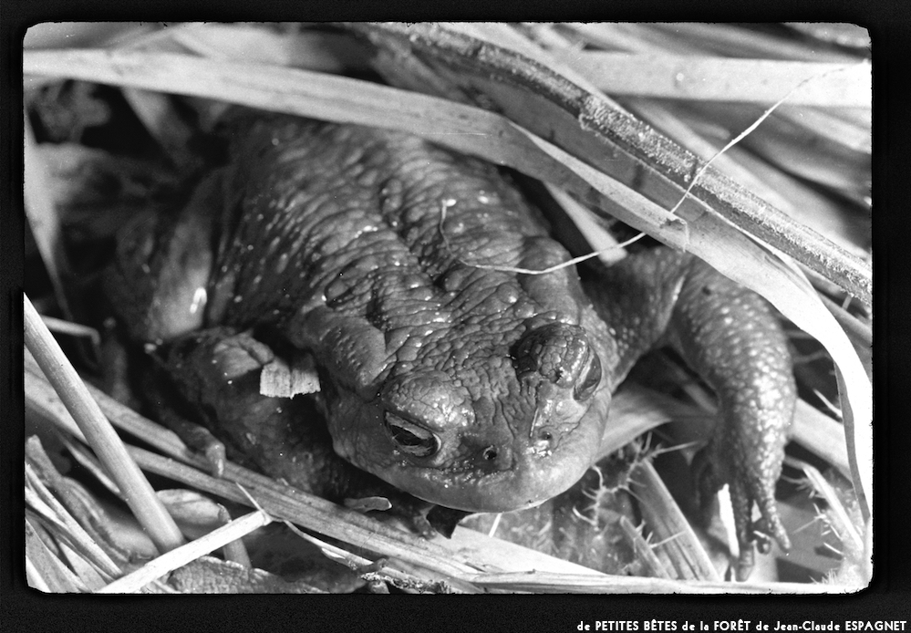 image: This is &lsquo;PETITES B&Ecirc;TES de la FOR&Ecirc;T 18&rsquo;.