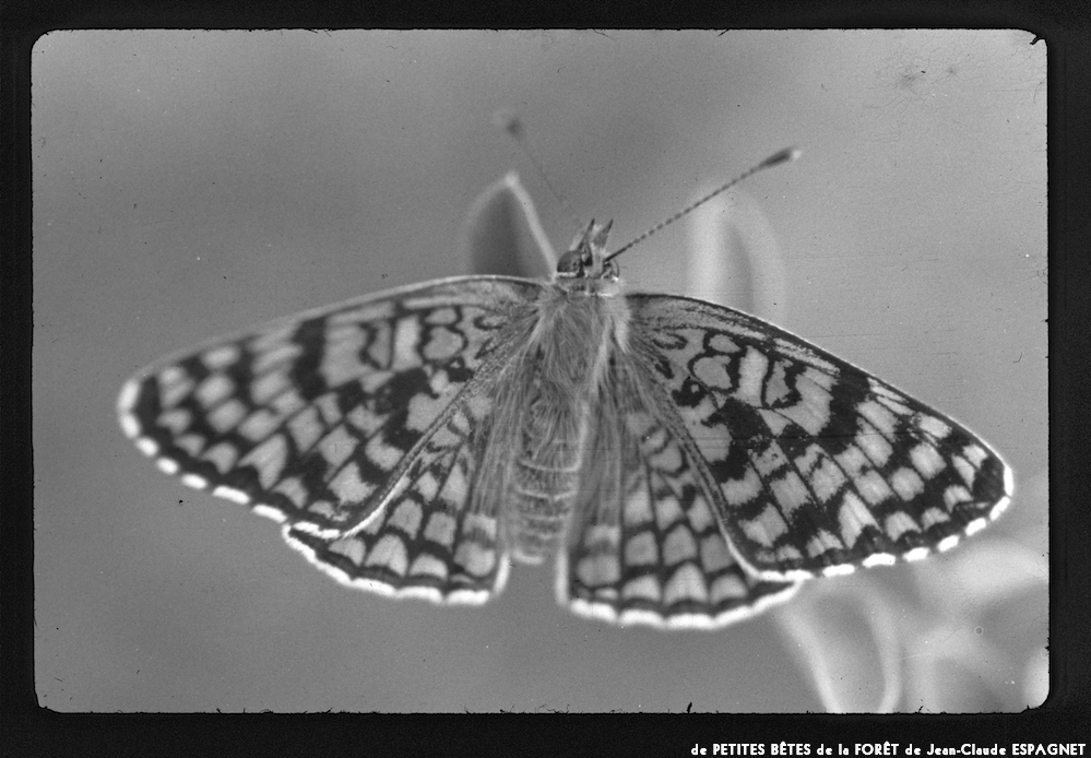 image: This is &lsquo;PETITES B&Ecirc;TES de la FOR&Ecirc;T 2&rsquo;.