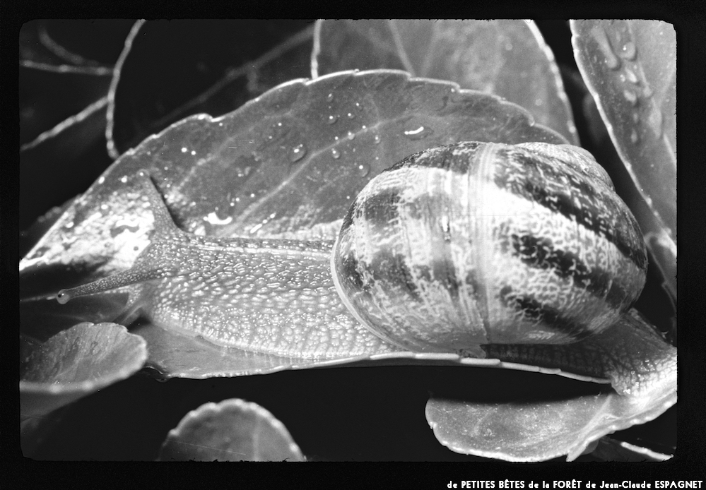 image: This is &lsquo;PETITES B&Ecirc;TES de la FOR&Ecirc;T 3&rsquo;.