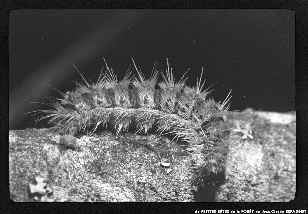 image: This is &lsquo;PETITES B&Ecirc;TES de la FOR&Ecirc;T 4&rsquo;.